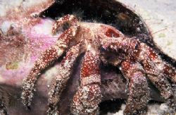 Just hanging out, Hermit Crab taken with a Nikonos V, 35m... by Mike Smith 